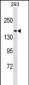 NU188 Antibody (N-term)